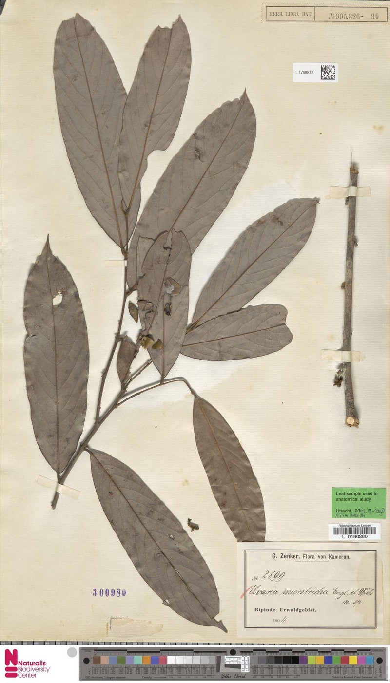 Polyceratocarpus microtrichus