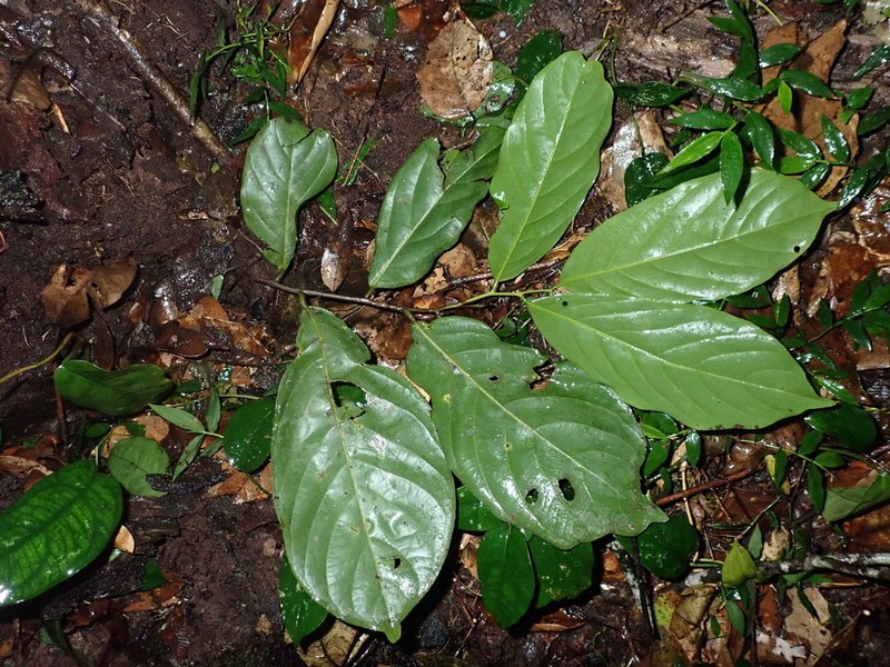 Polyceratocarpus oligocarpus