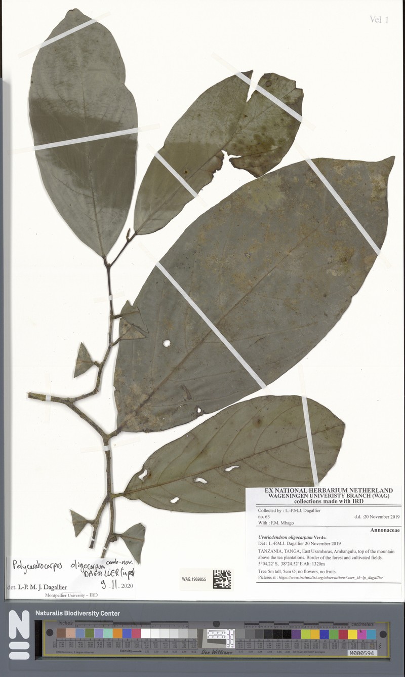 Polyceratocarpus oligocarpus photo 2