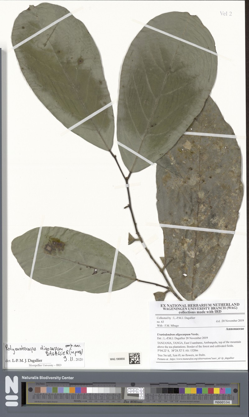 Polyceratocarpus oligocarpus photo 3