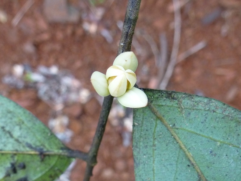 Polyceratocarpus parviflorus photo 2