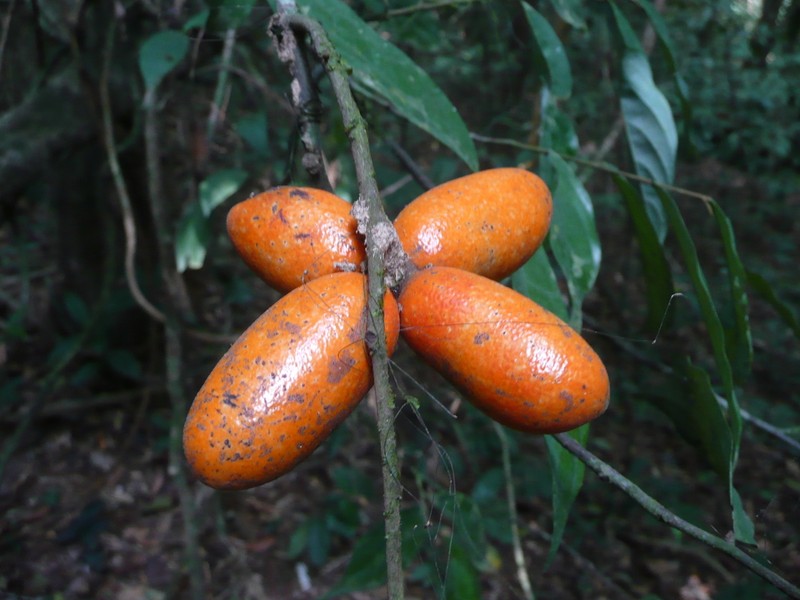 Polyceratocarpus parviflorus photo 4