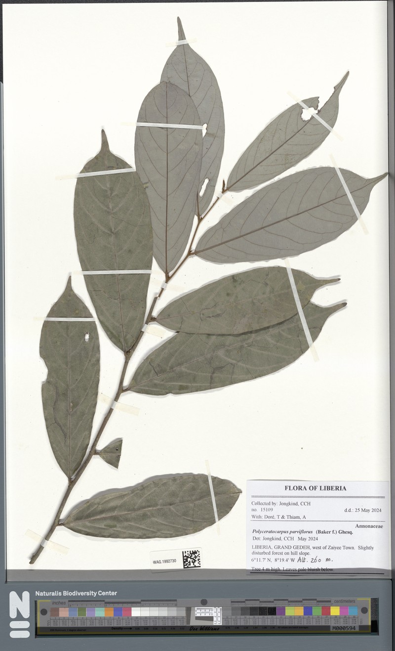 Polyceratocarpus parviflorus photo 5