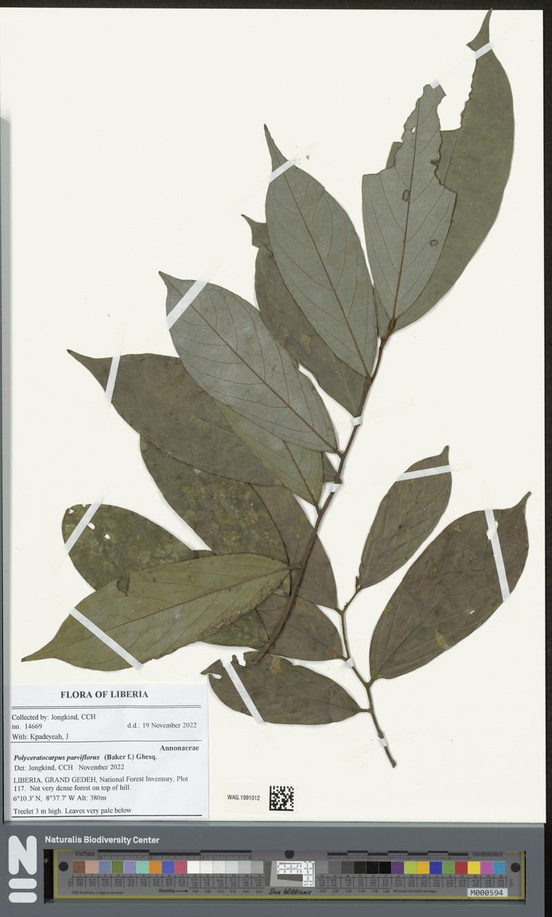 Polyceratocarpus parviflorus photo 6