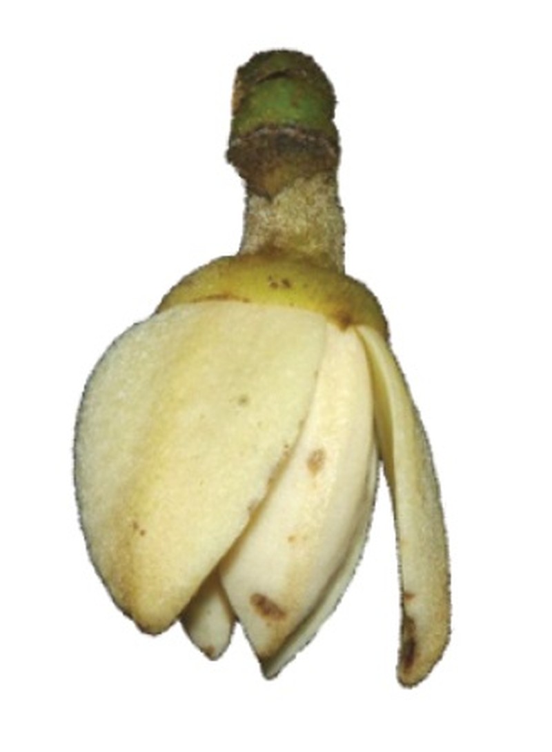 Polyceratocarpus parviflorus