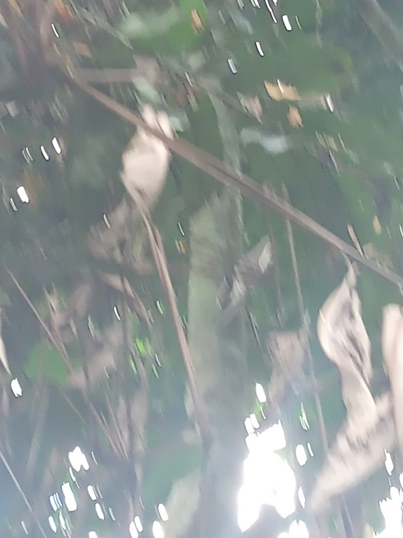 Polyceratocarpus pellegrinii