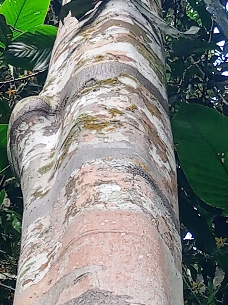 Polyceratocarpus pellegrinii photo 2