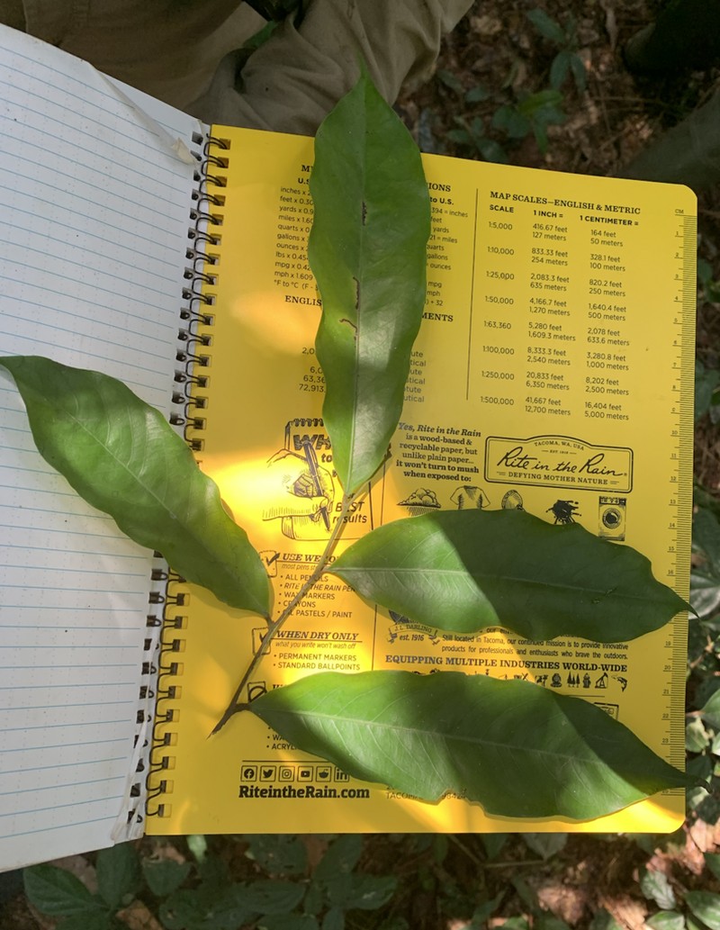 Polyceratocarpus pellegrinii photo 3