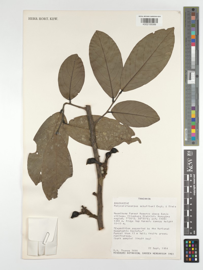 Polyceratocarpus scheffleri