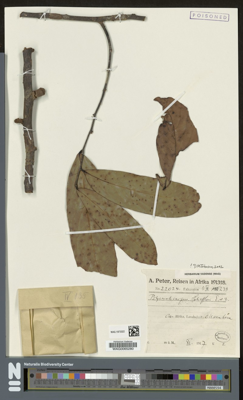Polyceratocarpus scheffleri photo 2