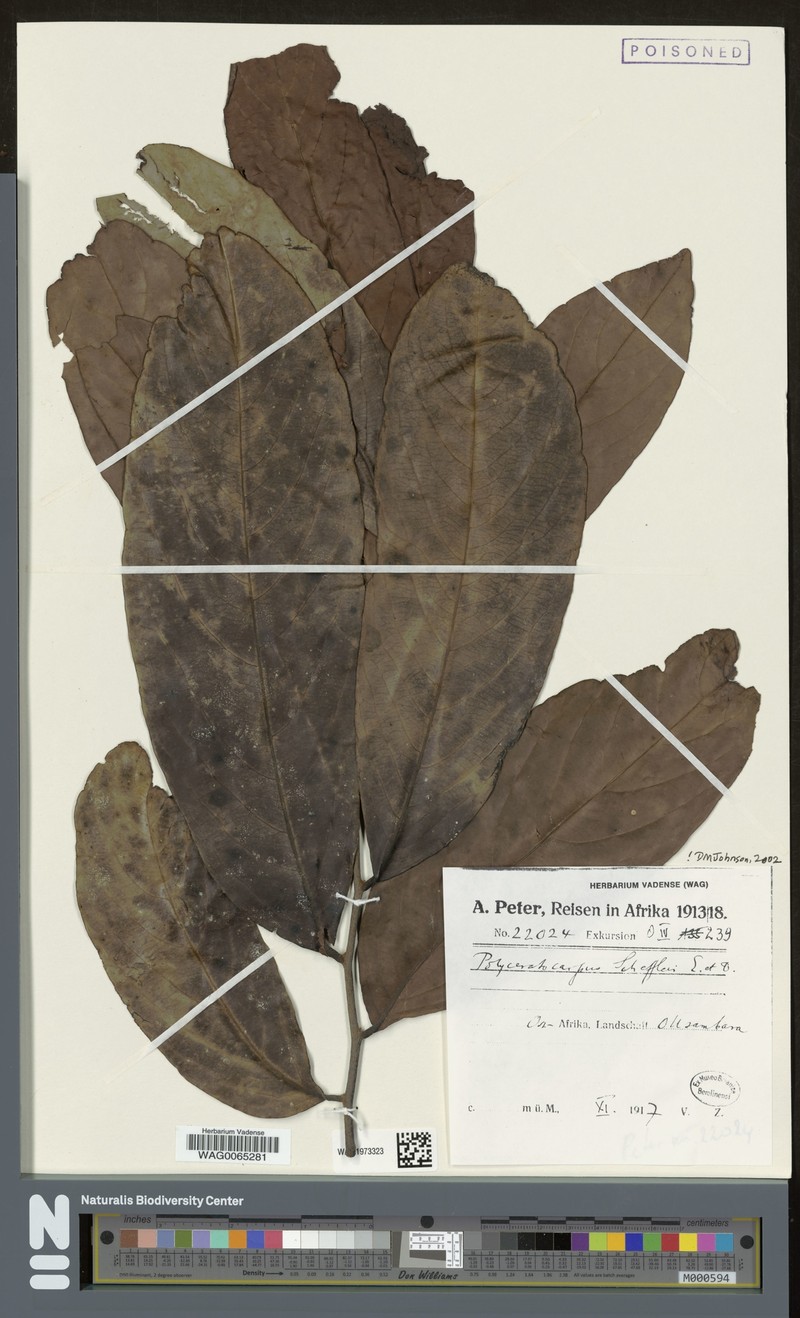 Polyceratocarpus scheffleri photo 3
