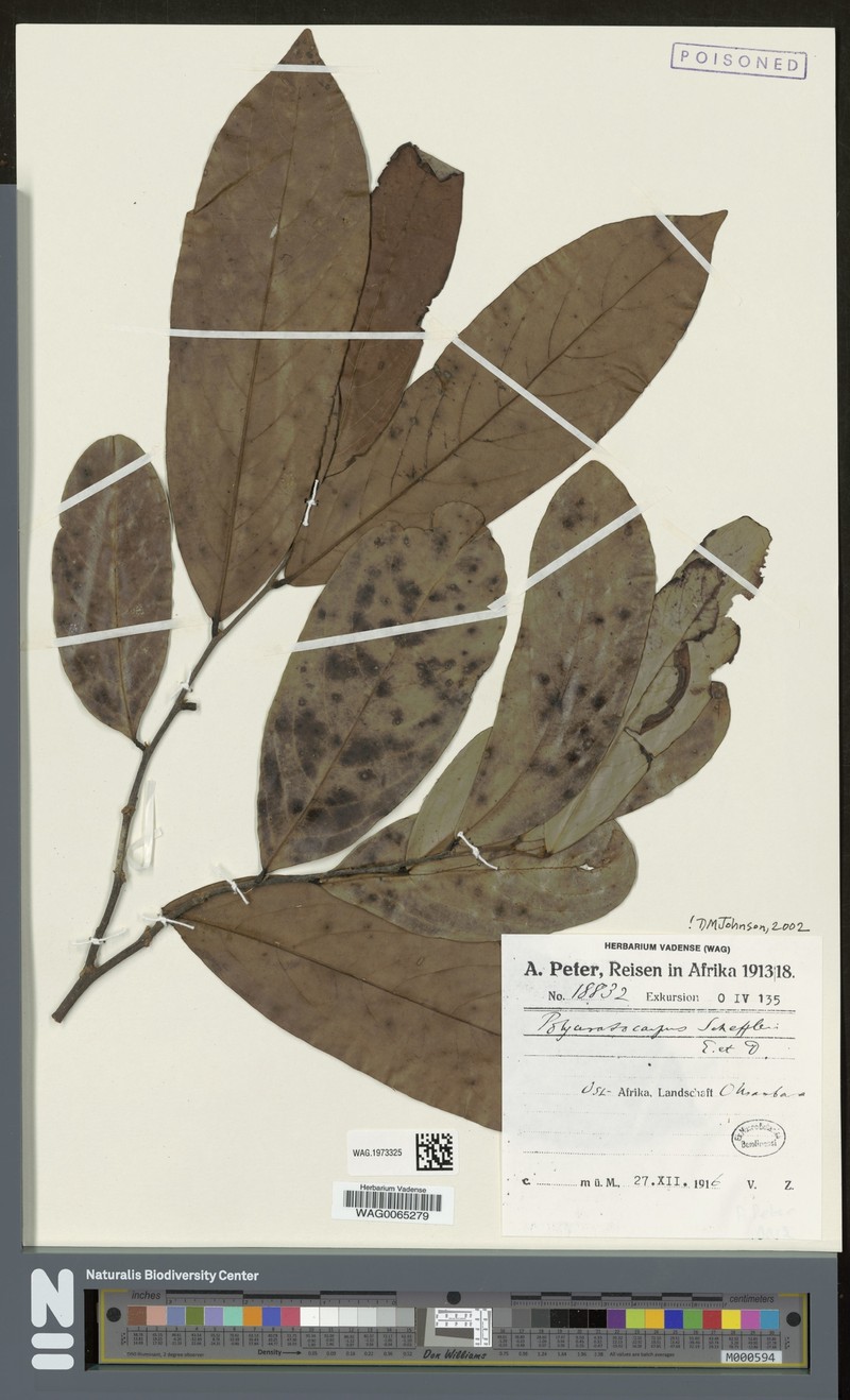 Polyceratocarpus scheffleri photo 4