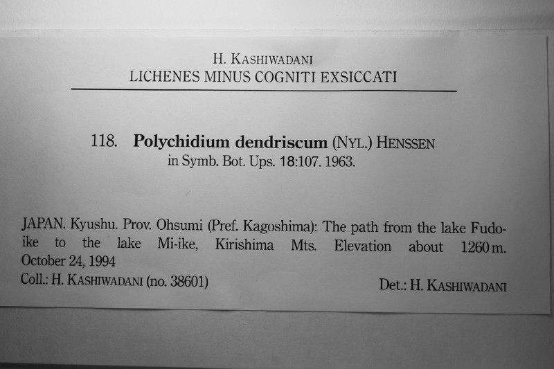 Tree Polychidium Lichen