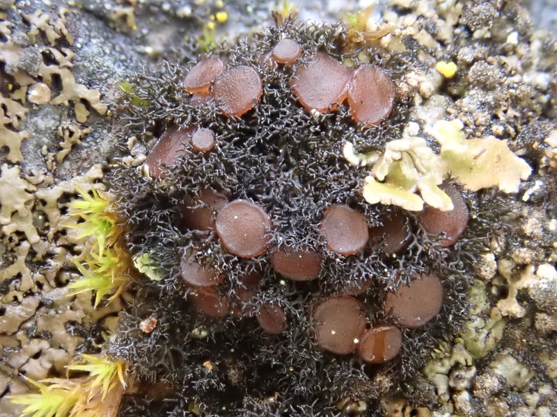 Polychidium Lichen photo 2