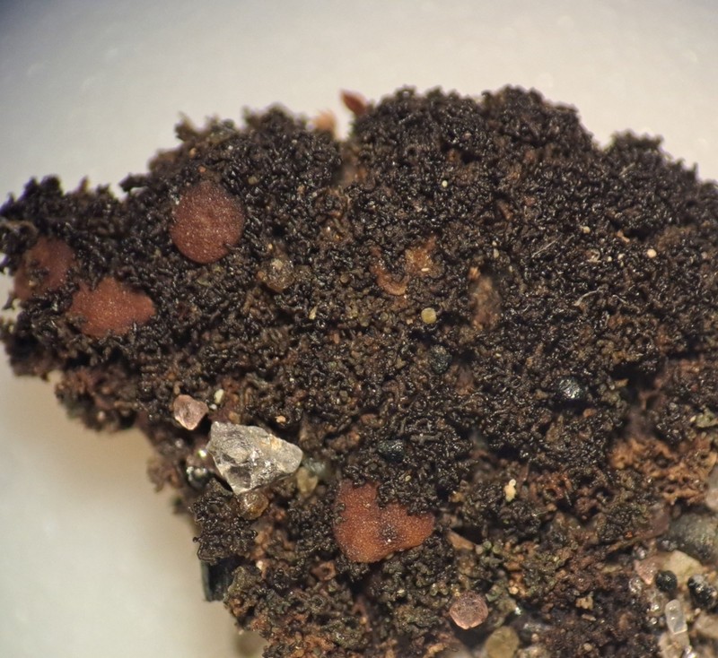 Polychidium Lichen photo 3