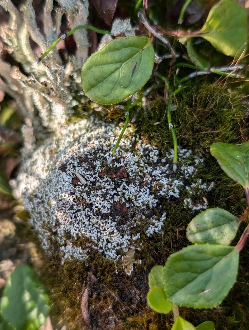 Polychidium Lichen photo 4