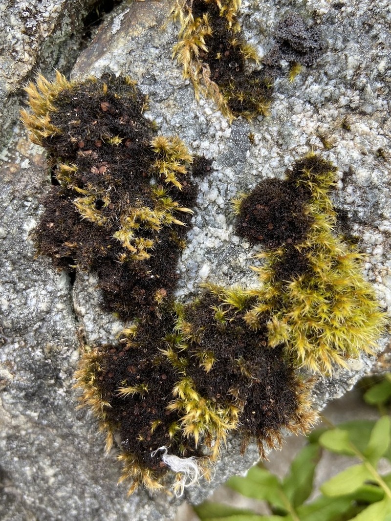 Polychidium Lichen photo 5