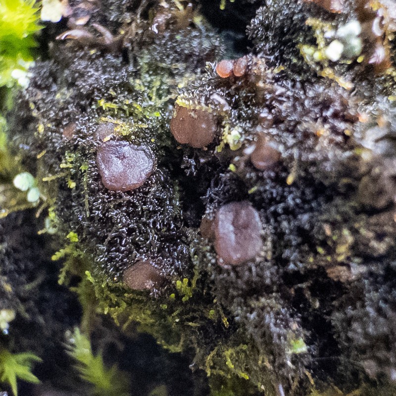 Polychidium Lichen photo 6
