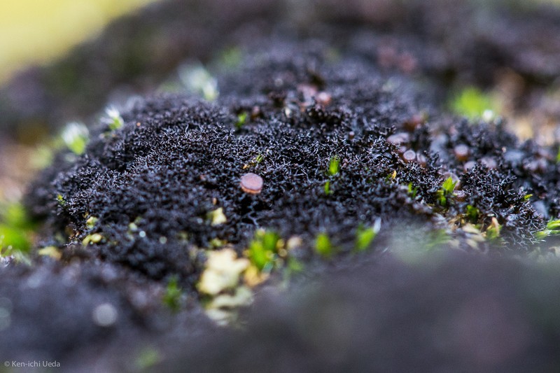 Polychidium Lichen photo 7