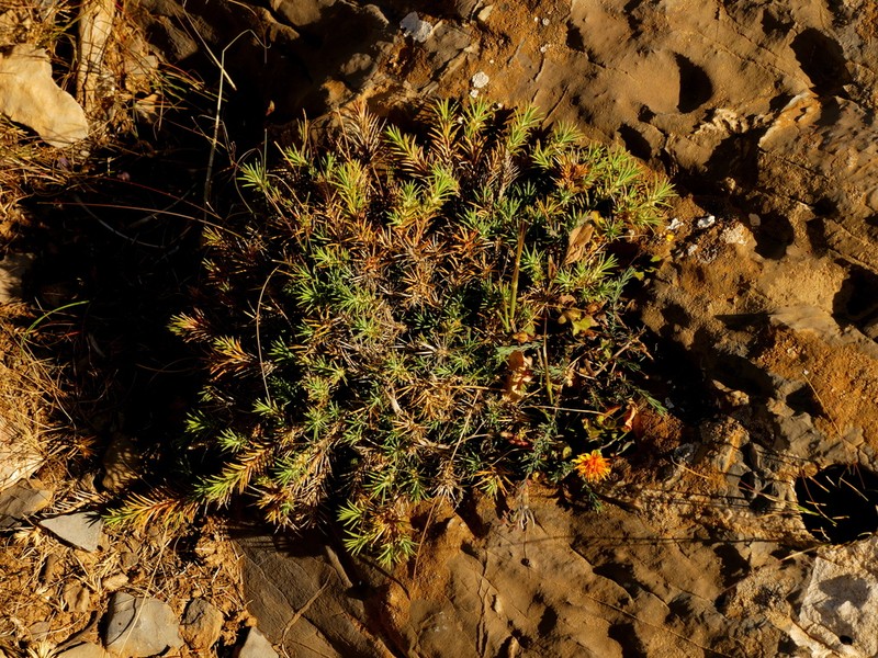 Polycnemum fontanesii