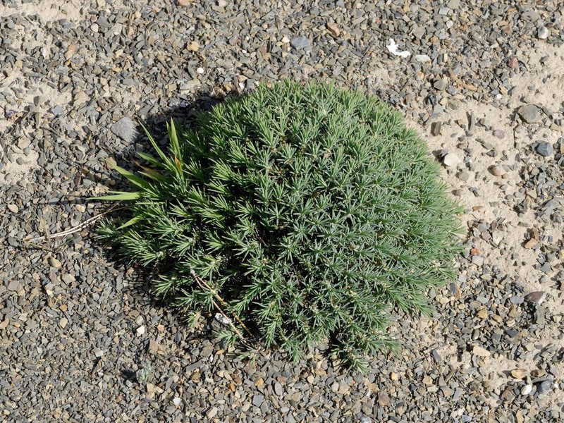 Polycnemum fontanesii photo 2