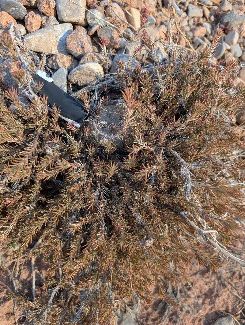 Polycnemum fontanesii photo 3