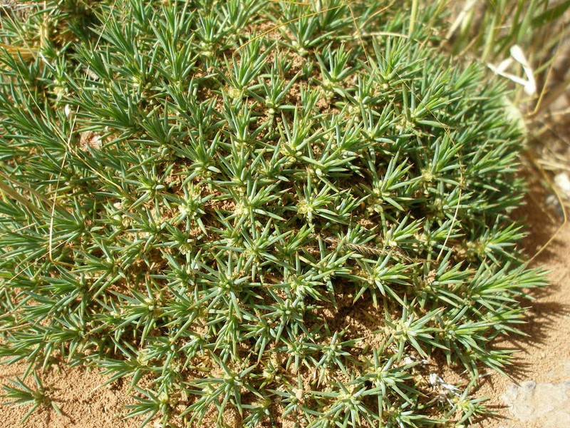 Polycnemum fontanesii photo 4