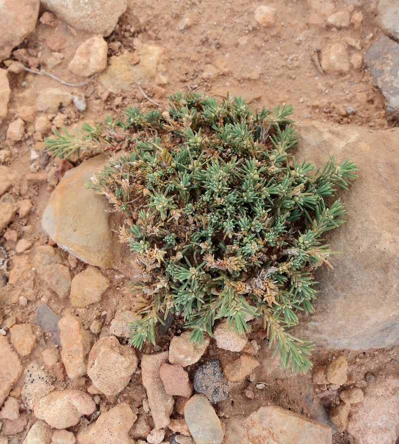 Polycnemum fontanesii photo 5