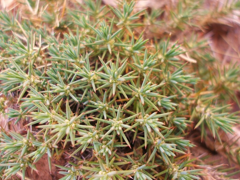 Polycnemum fontanesii photo 6