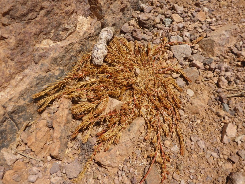 Polycnemum fontanesii photo 7