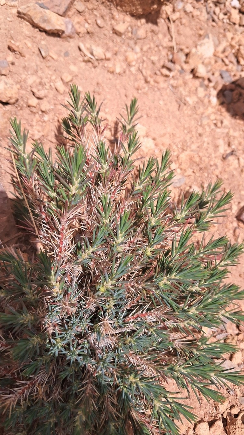 Polycnemum fontanesii photo 8