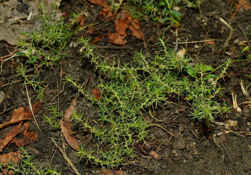 Polycnemum heuffelii photo 2