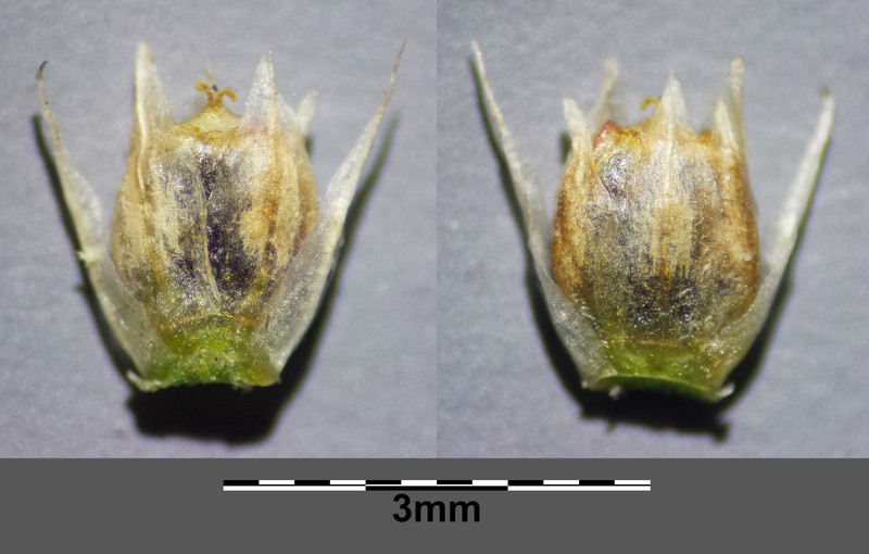 Giant Needleleaf photo 8