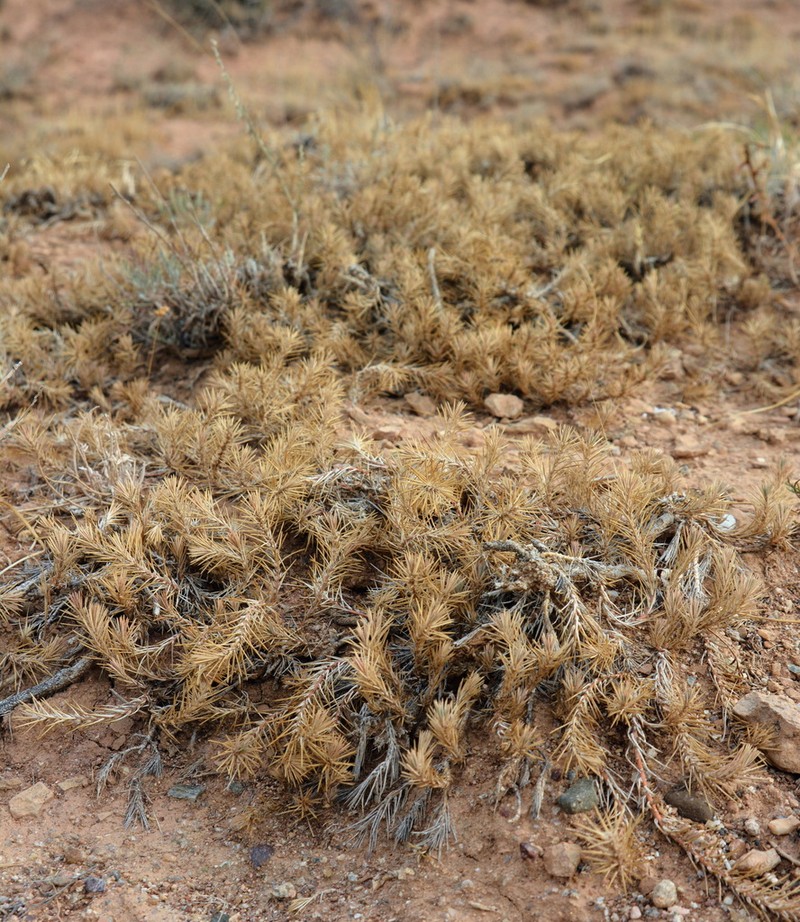 Polycnemum perenne