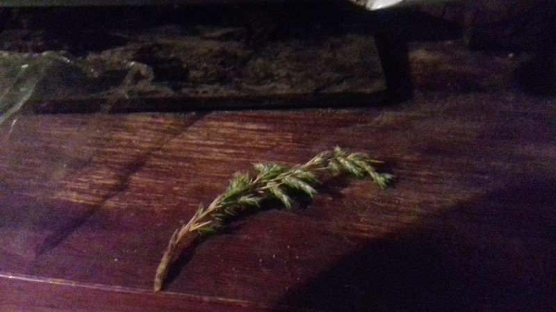 Polycnemum perenne photo 2