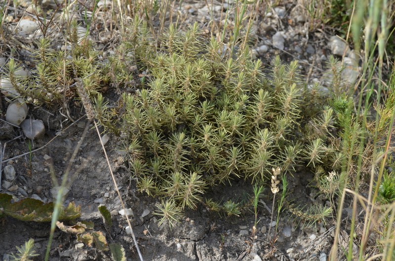 Polycnemum perenne photo 3