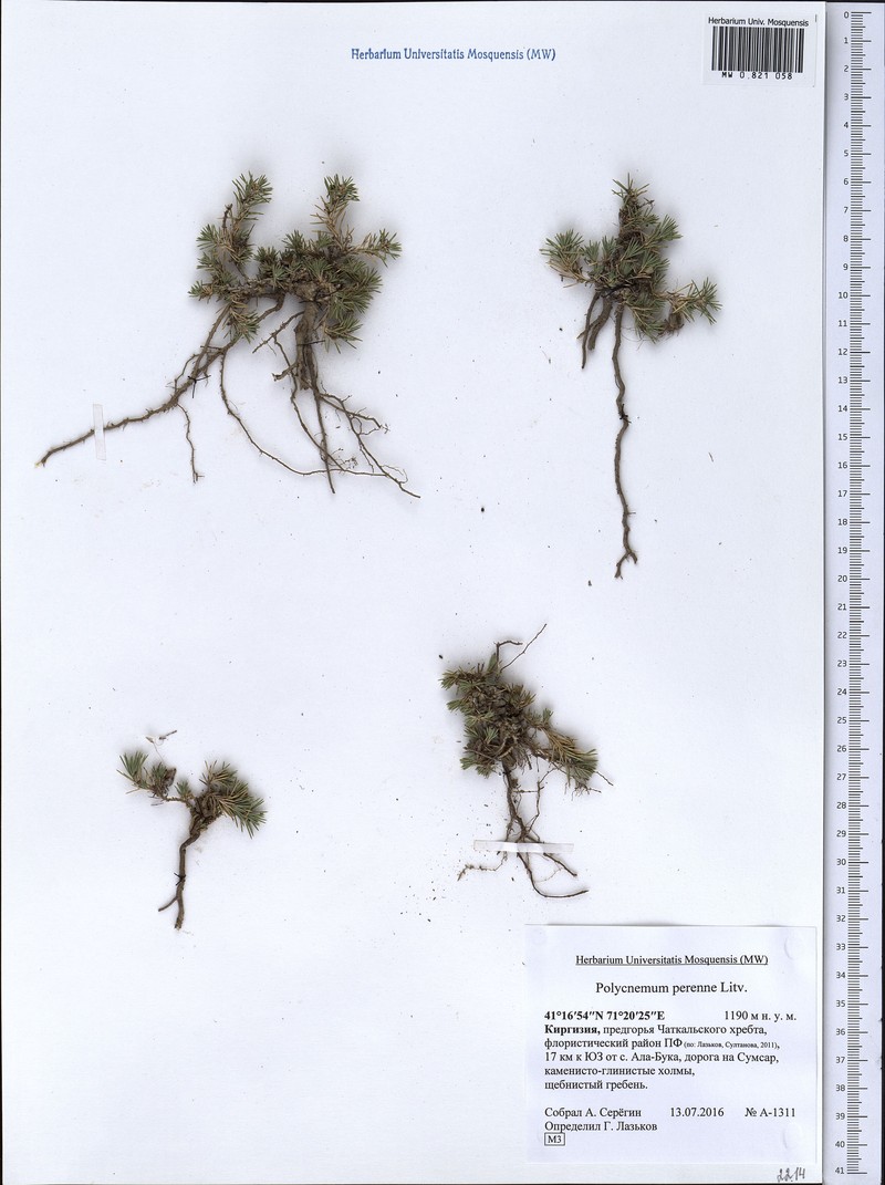 Polycnemum perenne photo 4