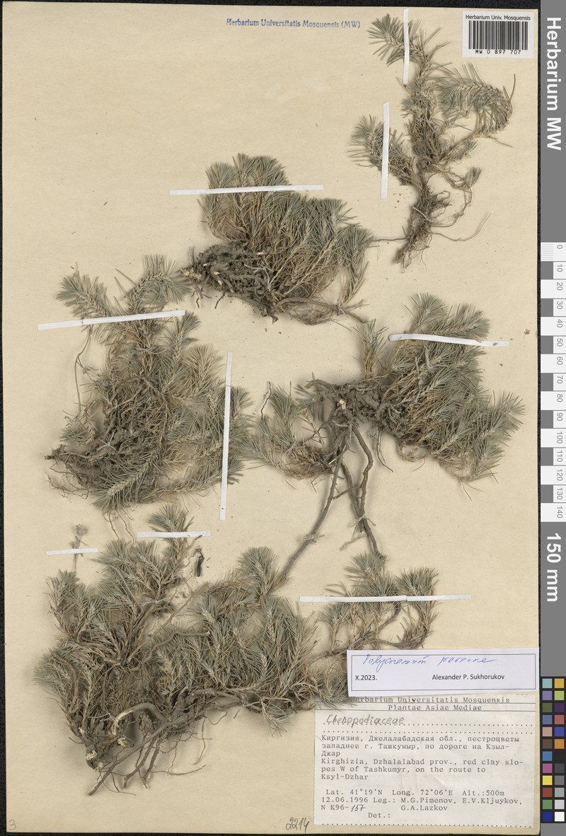 Polycnemum perenne photo 5
