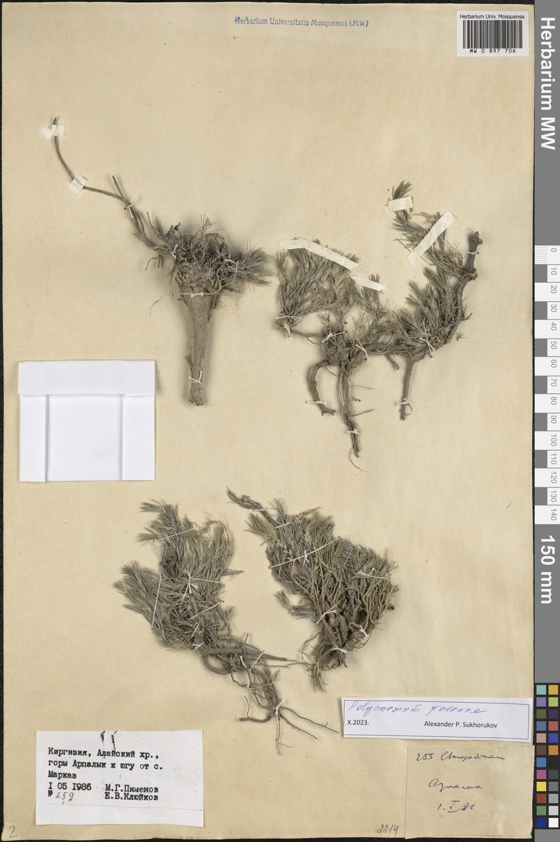 Polycnemum perenne photo 6