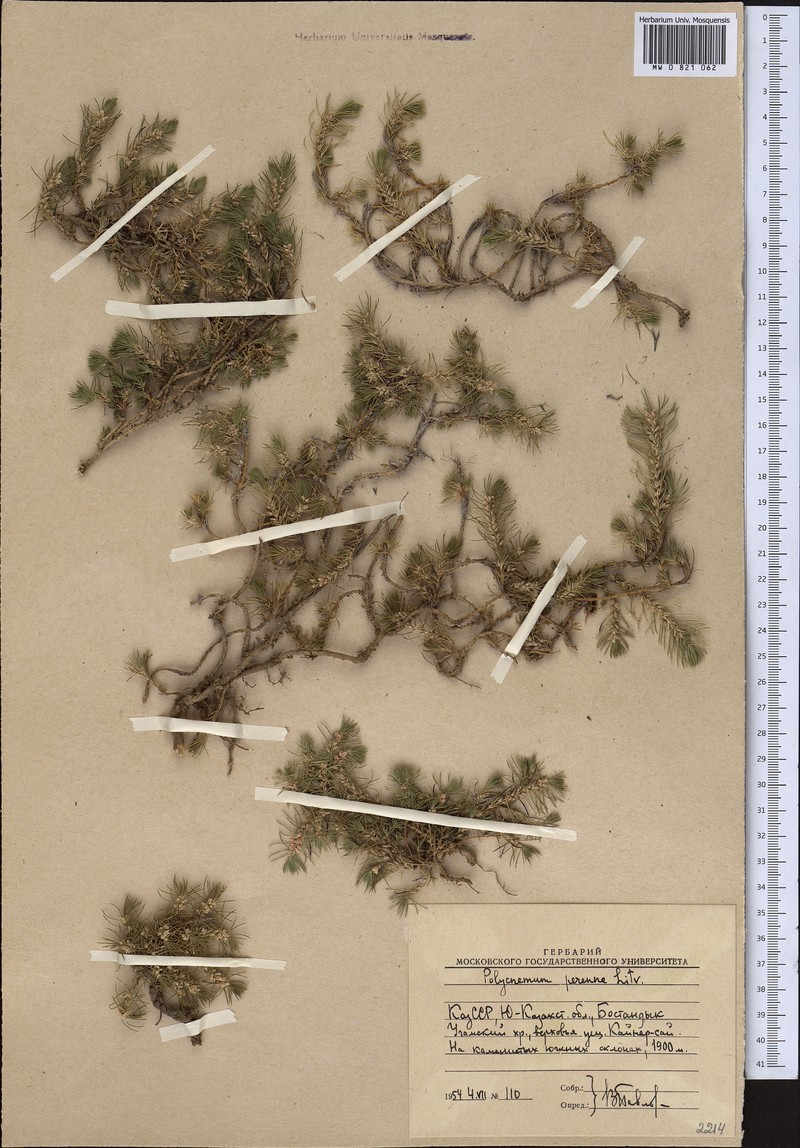 Polycnemum perenne photo 7