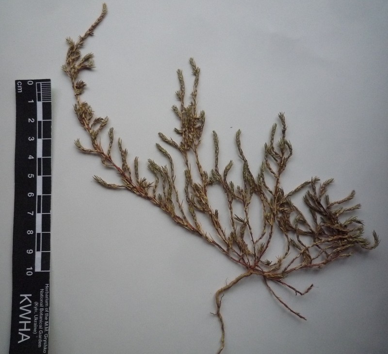 Polycnemum verrucosum