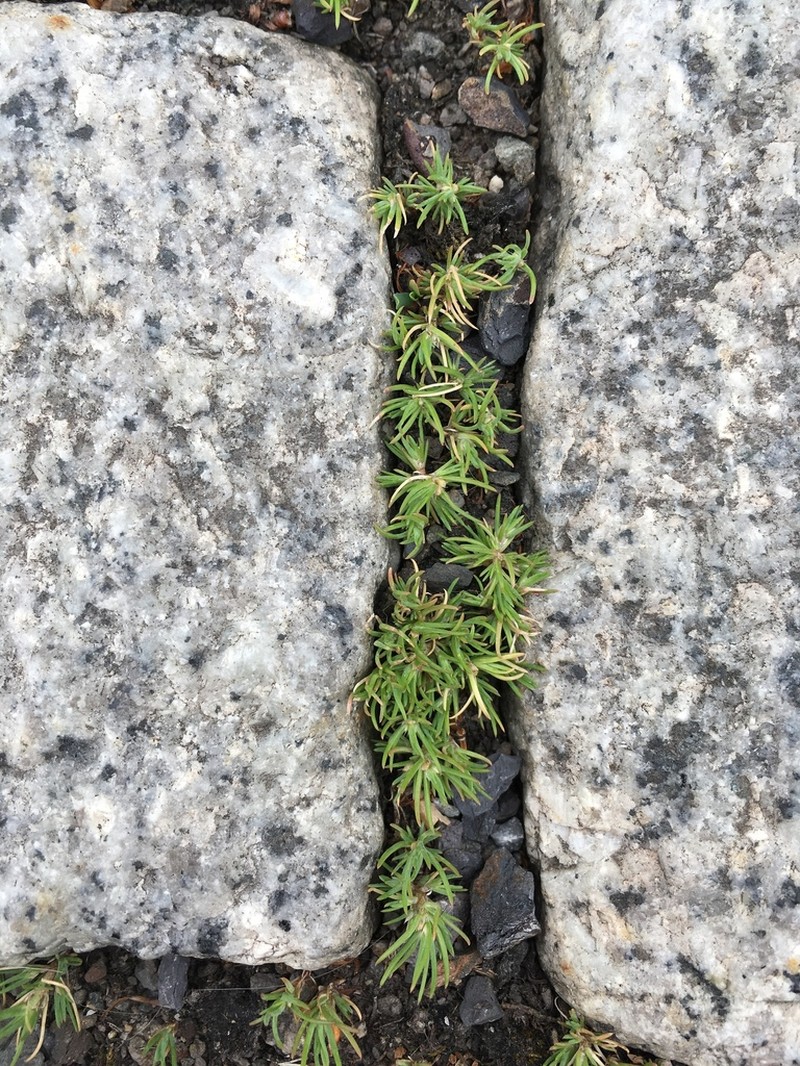 Polycnemum verrucosum photo 2