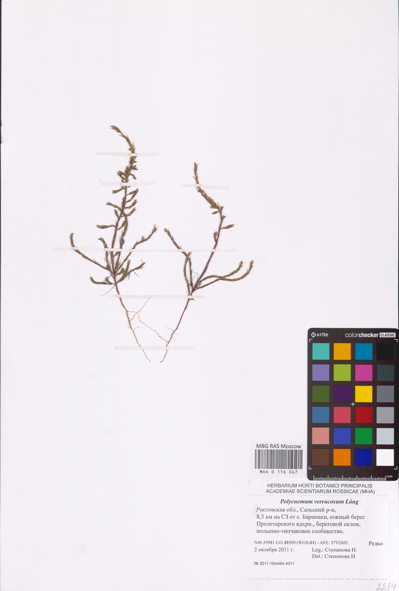 Polycnemum verrucosum photo 3