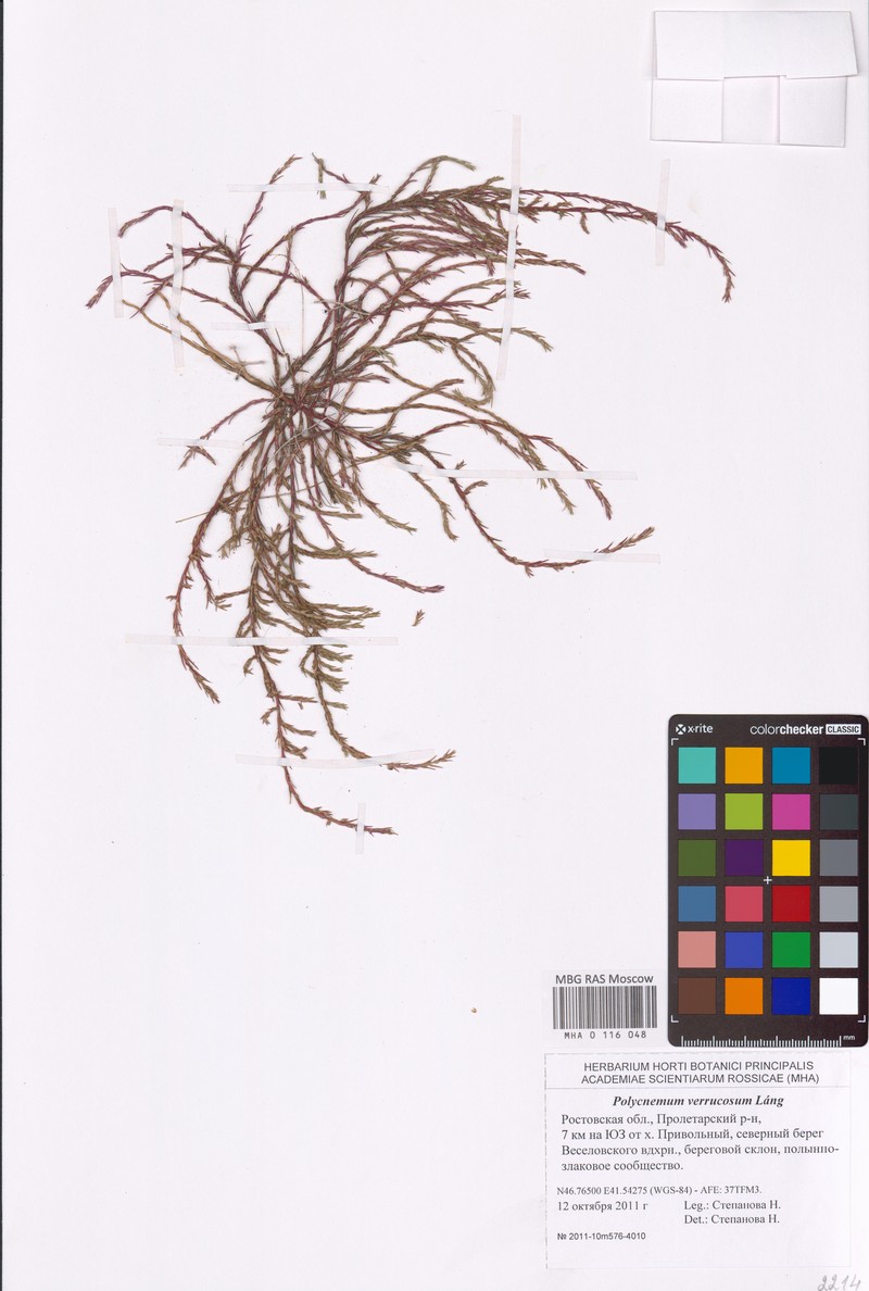 Polycnemum verrucosum photo 4
