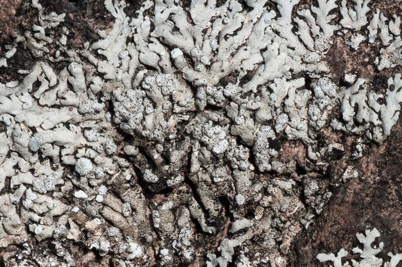 Polycoccum pulvinatum
