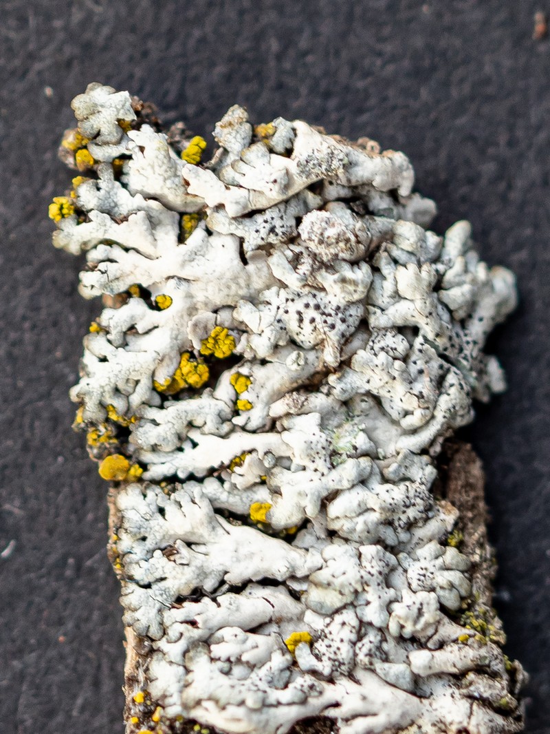 Polycoccum pulvinatum photo 2
