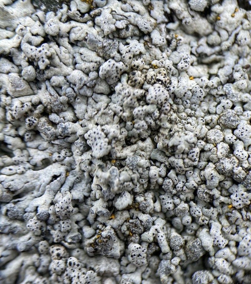 Polycoccum pulvinatum photo 3
