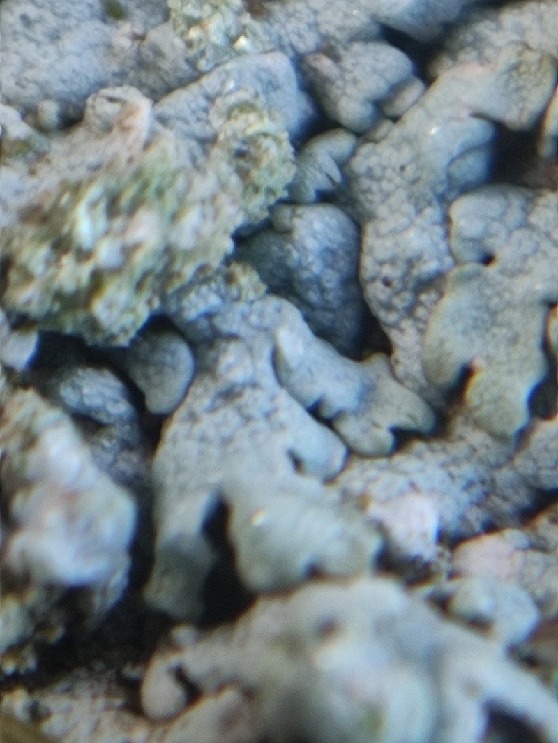 Polycoccum pulvinatum photo 4