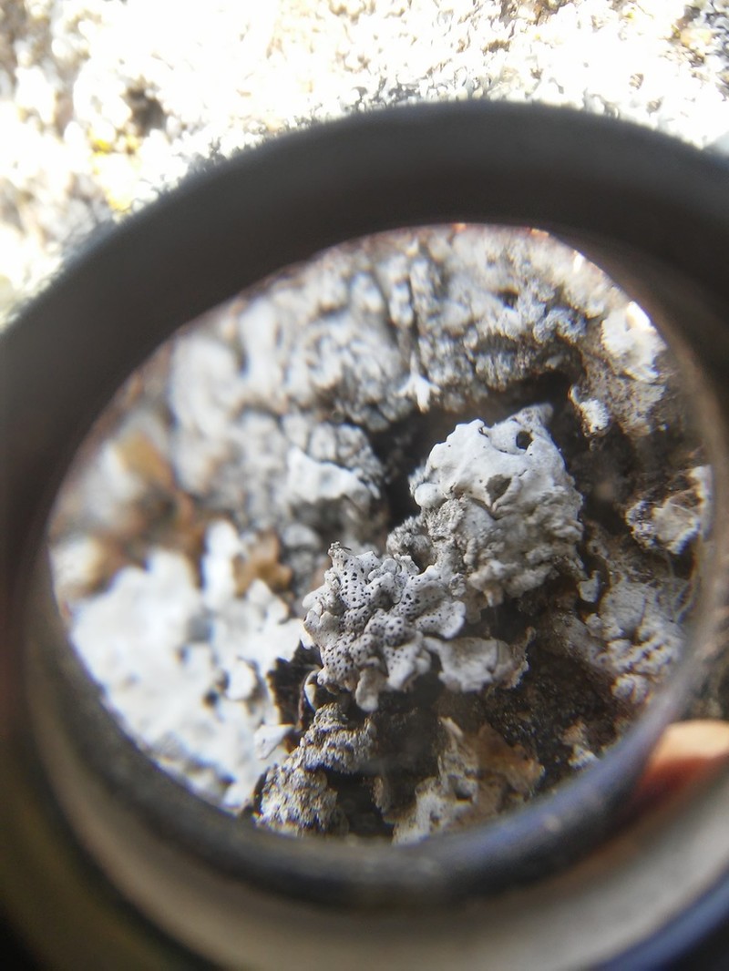 Polycoccum pulvinatum photo 5
