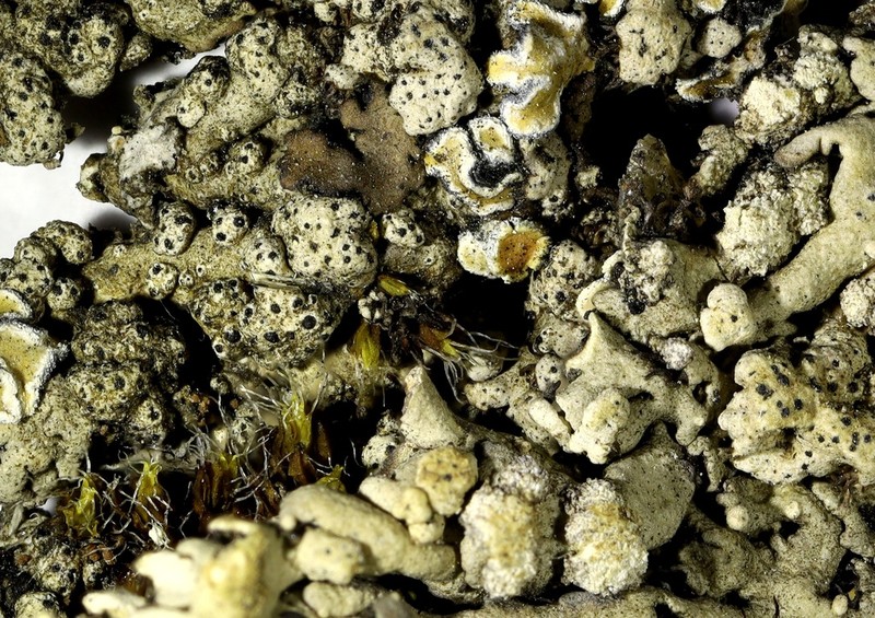 Polycoccum pulvinatum photo 6